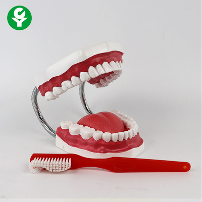 Anatomical Dental Teeth Model For Patient Education Medical Training 1.0 kg
