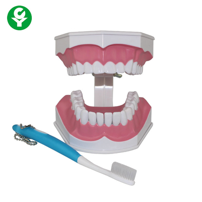 Human Teeth Model For Dental Students Tooth Brushing Education Demonstrating