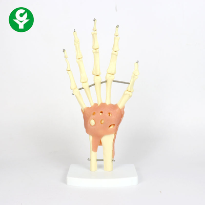 Natural Size Plastic Human Joints Model / Hand Joint Model Functional