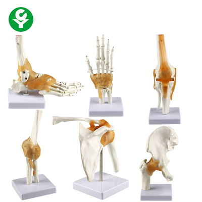 Full Size Human Joints Model / Shoulder Elbow Hip Knee Foot Hand Joint Model Bone