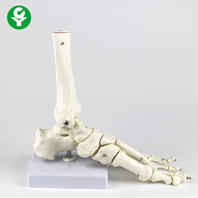 Left Foot Human Skeleton Model Metacarpal 1.0 Kg Single Gross Weight