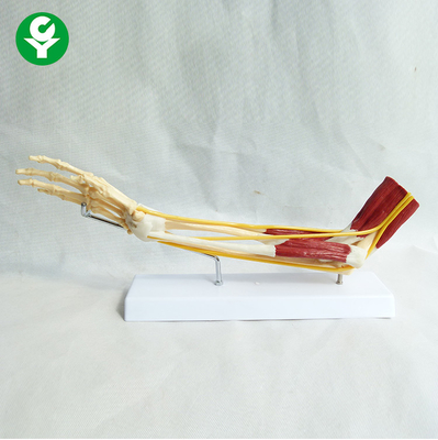 Upper Limb Bone Human Joints Model Nerve Ligaments In Muscle PVC Material