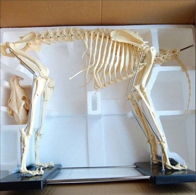 Advanced PVC Animal Anatomy Models / Big Dog Skeleton Model 87X65X38CM