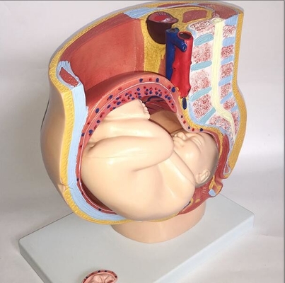 4 Parts Female Anatomical Model / Anatomical Plastic Female Pelvis Model
