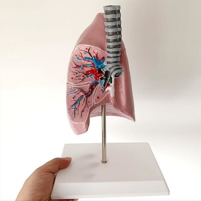 Lung Anatomy Model Lung-Trachea Visceral  Teaching Advanced PVC Material