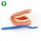 Hospital Clinic Dental Teeth Model / Medical Fake Teeth Model Tooth Nursing