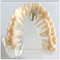 Adult Pathology Dental Education Models Transparent Color Tooth Protection