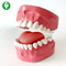 Human Oral Care Dental Typodont Models With Tongue Teeth Seam Practice Floss